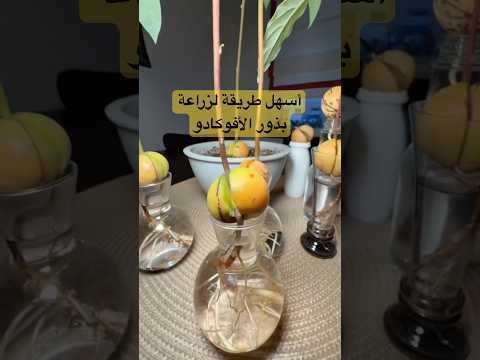 أسهل طريقة لزراعة بذور الأفوكادو