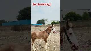 Mini vlogs #horse #viralsong #viralshorts #minivlog #horsevlog #training #ranning #minihorse #baby