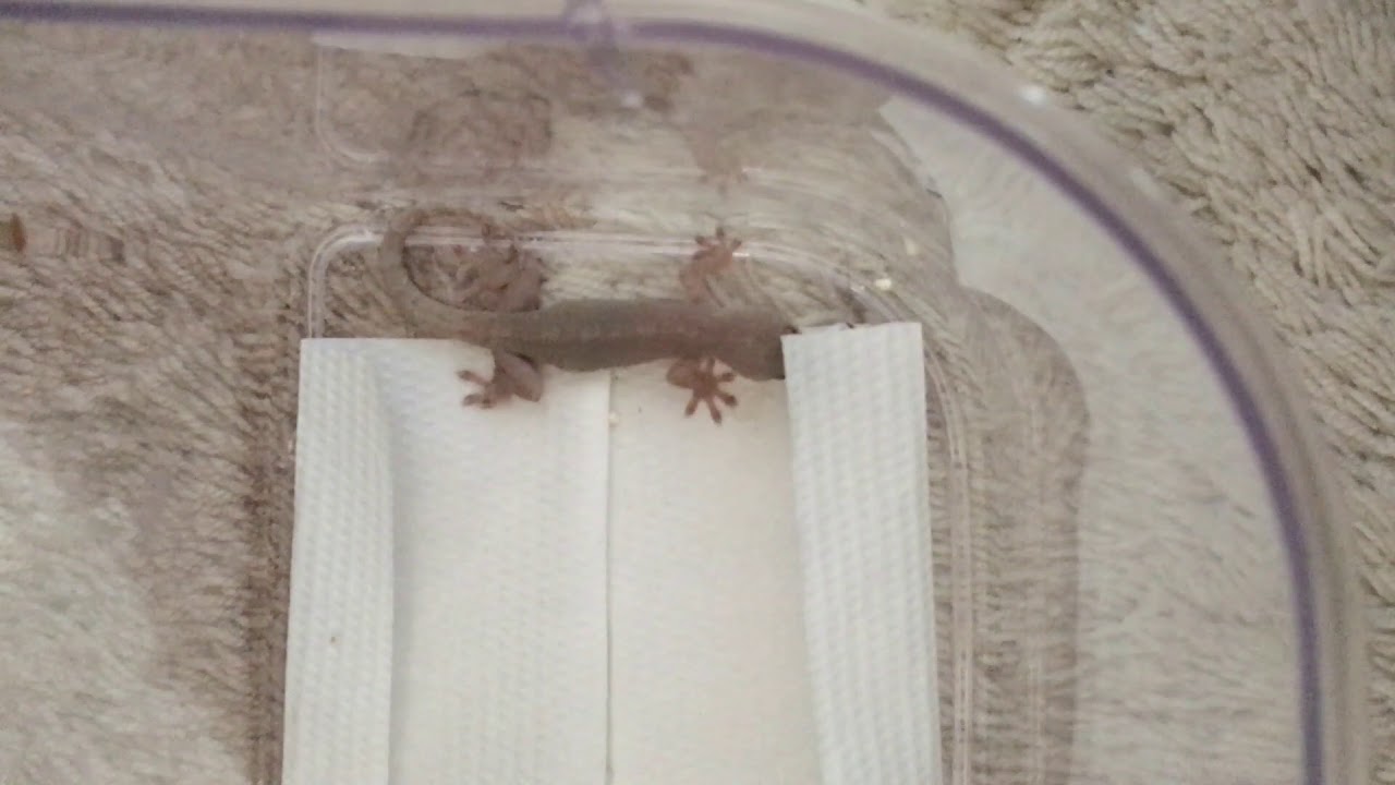 ゴキブリ注意 レッドローチを食べるヤモリ Youtube