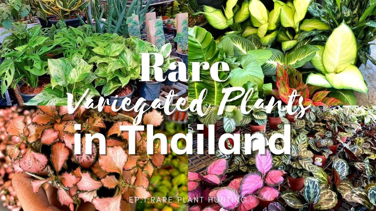 RARE AND VARIEGATED PLANTS IN CHATUCHAK,THAILAND || RARE PLANT HUNTING