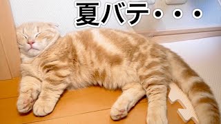 初めて夏を経験する短足猫はこうなります...笑【マンチカン】