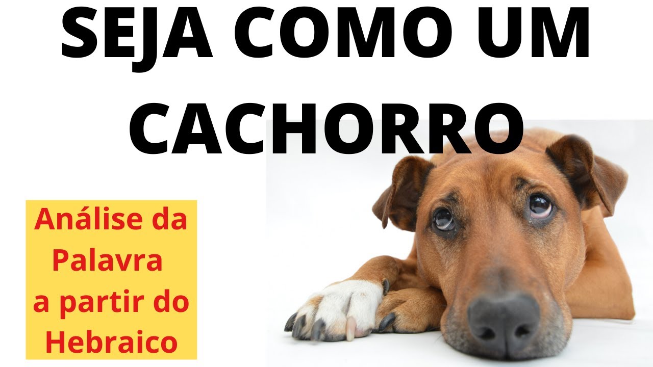 Separação Da Palavra Cachorro - BRAINCP