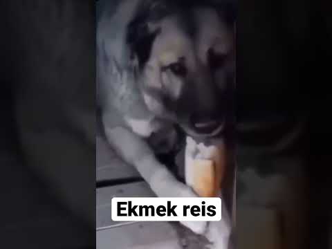 Ekmek reis 🥖