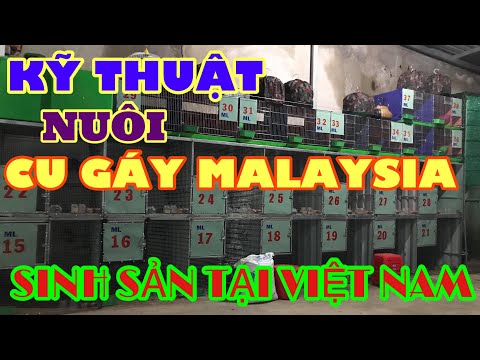 Kỹ Thuật Nuôi Cu Gáy Malaysia Sinh Sản Tại Việt Nam Cho Người Mới Bắt Đầu