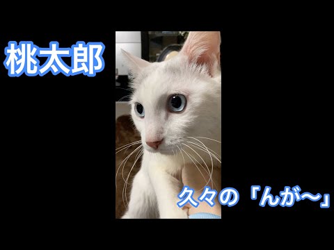 愛が止まらない猫 6