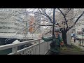TOKIO i sakury w deszczu - JAPONIA LIVE