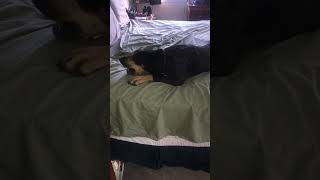 Funny Dog Throws Tantrum After Having to Get Out of Bed!