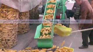 6T/H  large capacity corn sheller maize thresher machine with conveyor