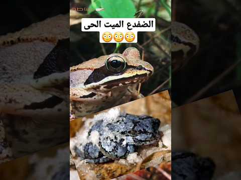 هذا الضفدع يموت ٧ أشهر ويعود للحياة مرة أخرى هل تعلم  اشترك في القناة