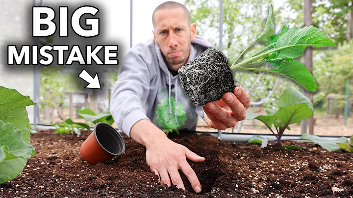 10 Foolish Mistakes You MUST Avoid When Transplanting into the Garden