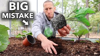 10 Foolish Mistakes You MUST Avoid When Transplanting into the Garden