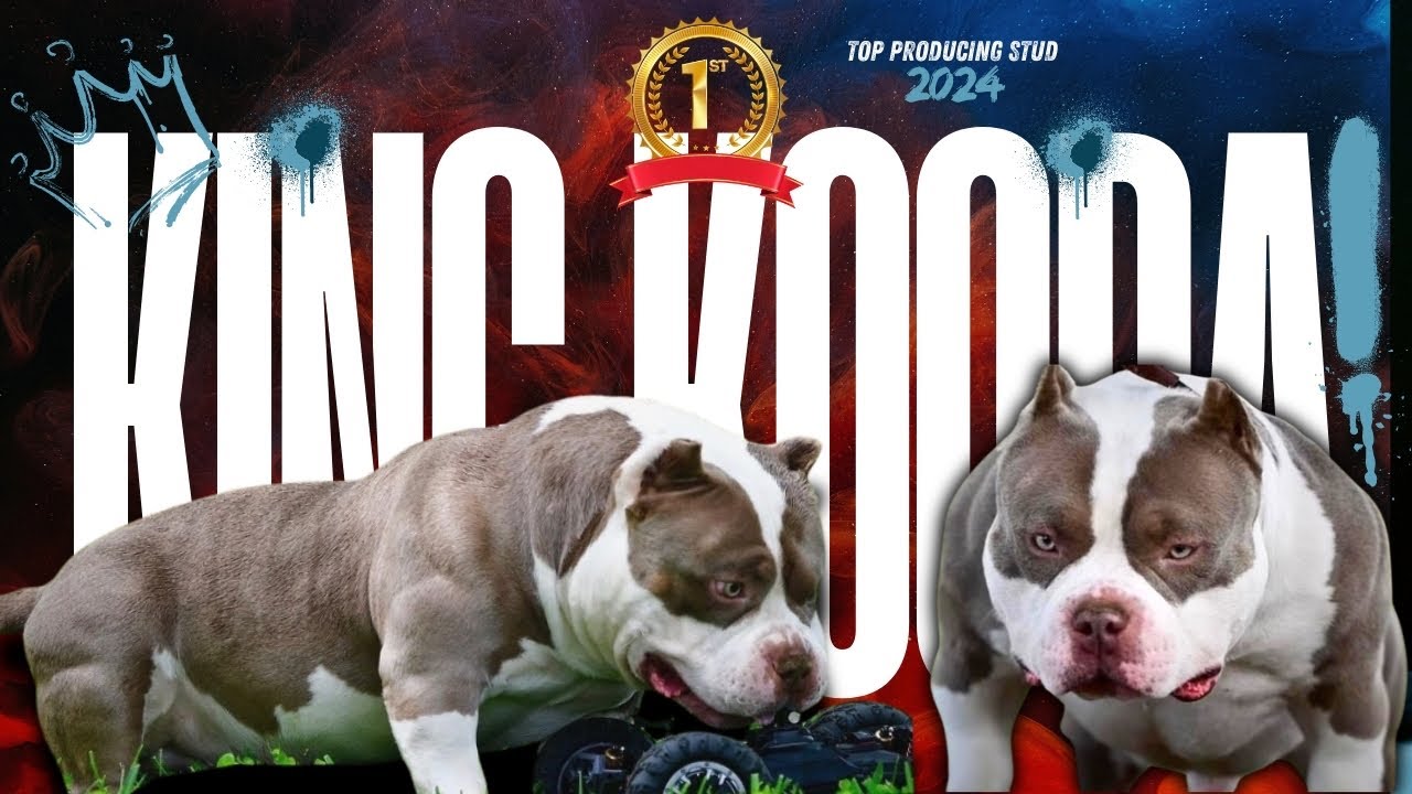 TOP AMERICAN BULLY BLOODLINE: VENOMLINE, by BULLY KING Magazine, BULLY  KING Magazine