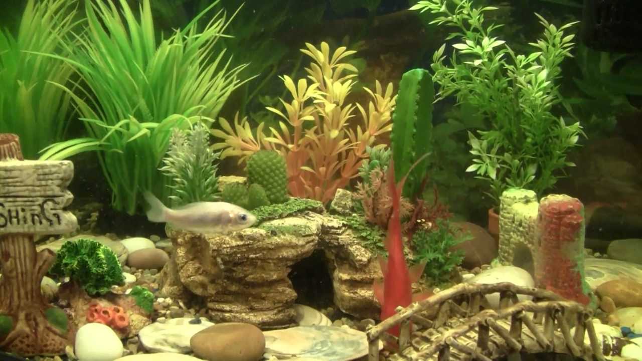 Best Goldfish Aquarium W Filter Food Plants Ornaments YouTube