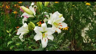 RABATOWE CZAROWANIE.