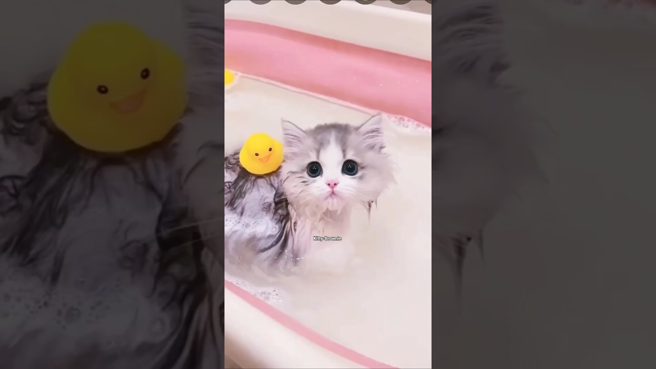 🐾 Cute paws, happy meows 😻 #KittyBrownie #CuteCats #CatLovers #ViralCats #FunnyCats