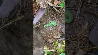 Bright Green Snake Sleeping Under Rock! screenshot 4