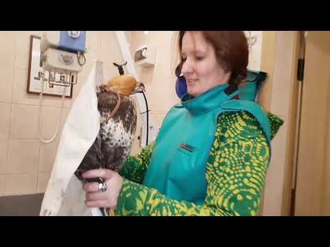 Video: Infekcija želučanog Kvasca U Ptica