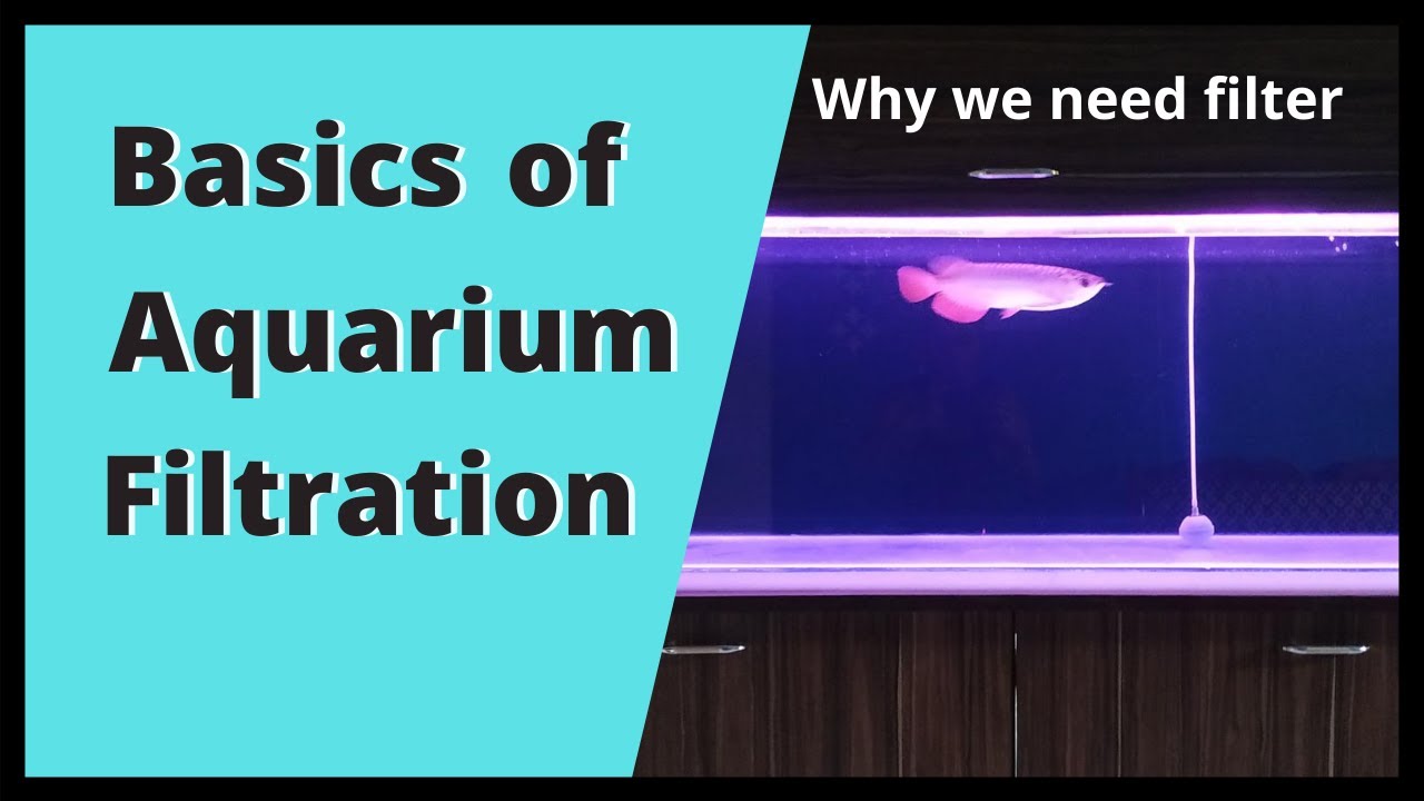 Aquarium Filtration Explained YouTube