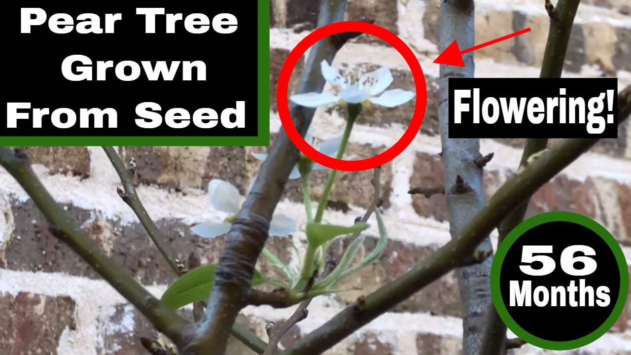 My Pear Tree Grown From Seed is Flowering! - Month 56