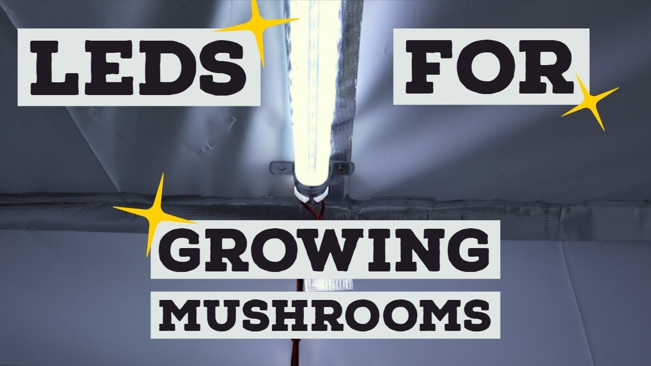 Mushroom Fruiting Chamber Lighting Install - Using Led Lights To Grow Mushrooms