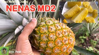 NENAS MD2