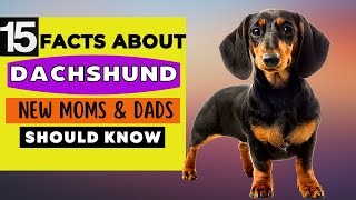15 Important Facts About Dachshund Dog All New & Prospective Owners Should Know by Animal Digest 9,758 views 1 year ago 13 minutes, 22 seconds