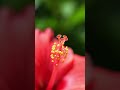 nature song#viral#naruto