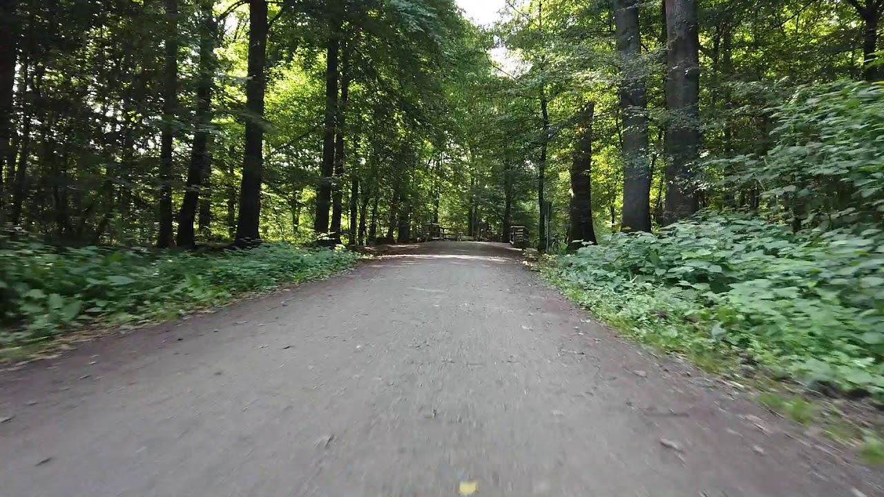 Forest bike ride - YouTube