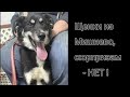 Щенки из Мишнево, сюрпризам- НЕТ!