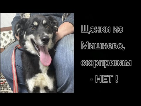 Щенки из Мишнево, сюрпризам- НЕТ!