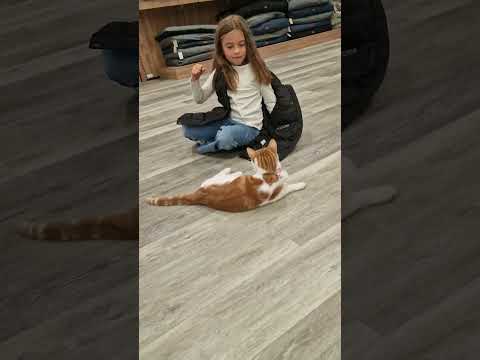 Angry cat 😠 fun 😁 pet ❤️