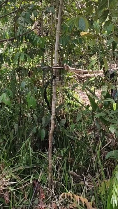 Burung Kolibri Wulung Gacor Dor//pikat Burung vlog##
