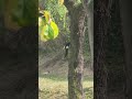 Bird pecks at wood, people looks at bird.