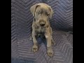 Puppy Cam - Delilah&#39;s First Litter - [5-1/2 weeks (November 12, 2021)