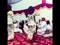 شيله ردح  رقص خليجي  عماني  كهربا رجد     وصف مهم          