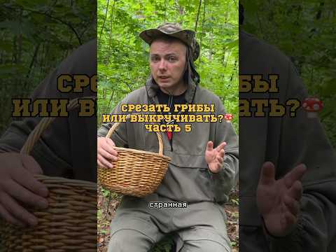 В Греции грибы срезают или выкручивают? Исследования на эту тему