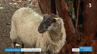 Découverte du mouton tacheté dans les Ardennes