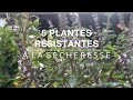 5 plantes rsistantes  la scheresse adaptes au climat de demain