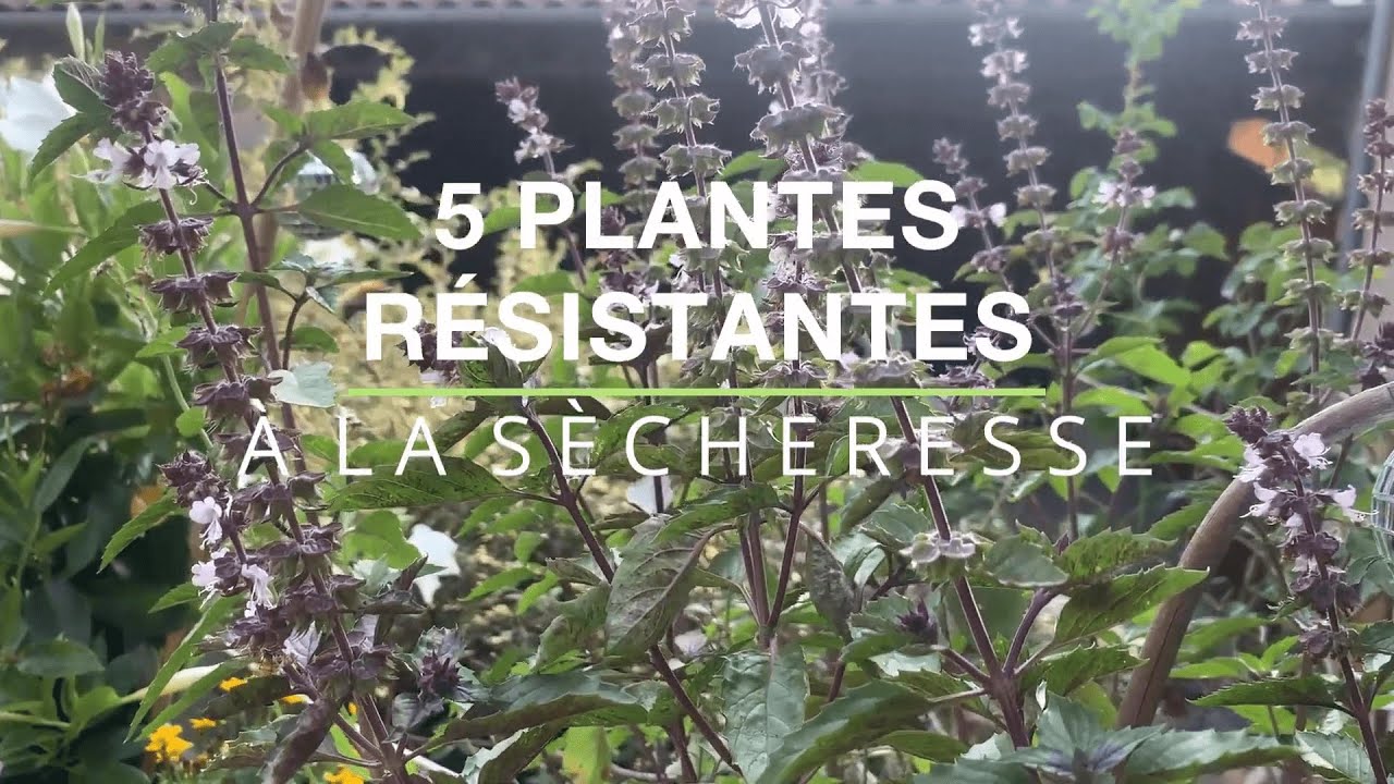 7 arbustes qui résistent au froid et à la sécheresse - Promesse de Fleurs
