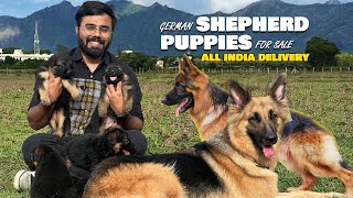 German Shepherd ஜெர்மன் ஷெப்பர்ட் Puppies for Sale | All India Delivery Available | Dogs for sale