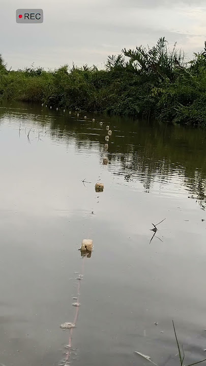 bergetar jaring ketika di tabrak babon #fishing #sarangikannila #mancing