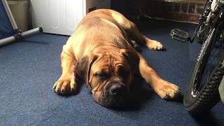 African Mastiff Boerboel Hank The Tank 7 months old