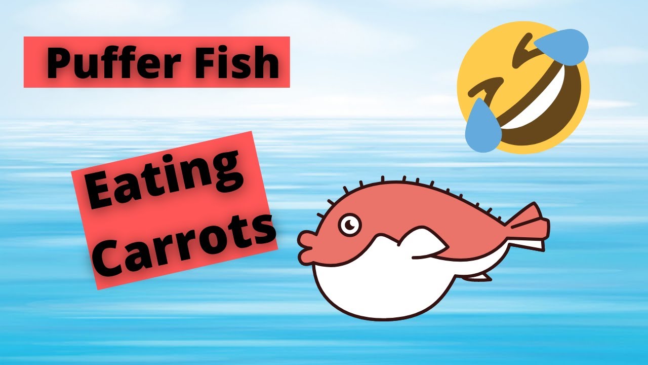puffer fish eating a carrot YouTube