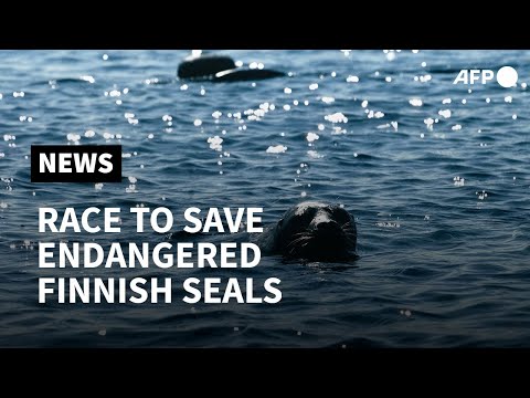 וִידֵאוֹ: מדוע כלב הים הטבעתי של הסיימה נמצא בסכנת הכחדה?