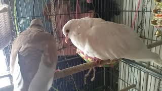 Henry the Ringneck Dove laughing and giggling