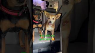 Cute Miniature Pinscher takes a trip with his girlfriend  #miniaturepinscher #minpin #dogshorts