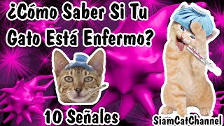 ¿Cómo Saber Si Mi Gato Está Enfermo? 10 Señales  SiamCatChannel