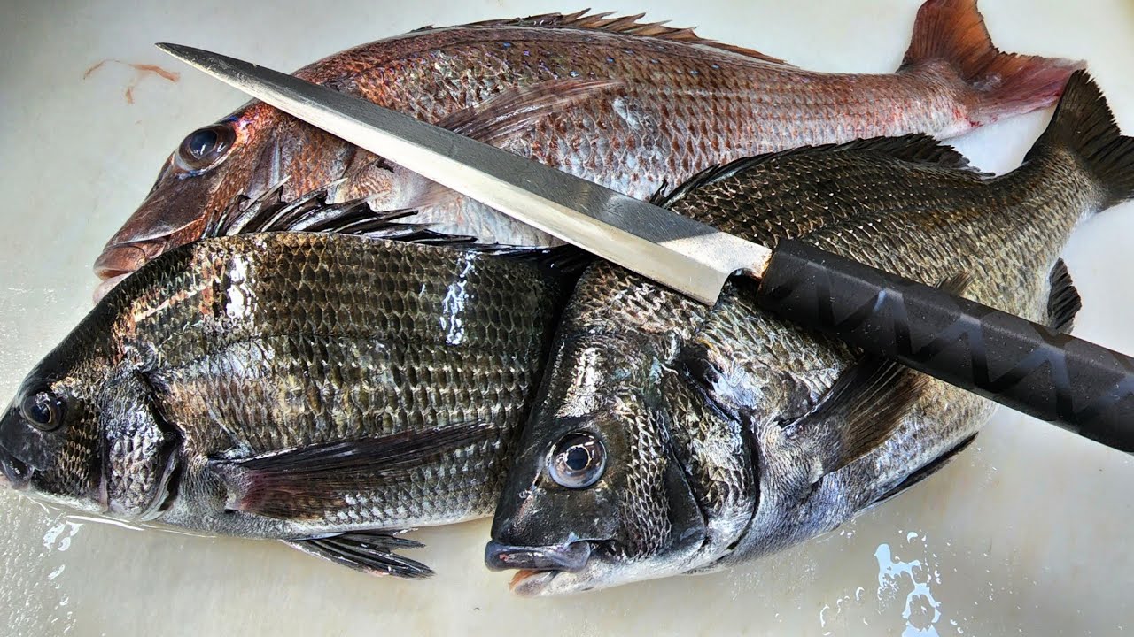 가을 감성돔 , 감성돔 회 , 낚시바리 감시 참돔 , black , black sea bream , クロダイ