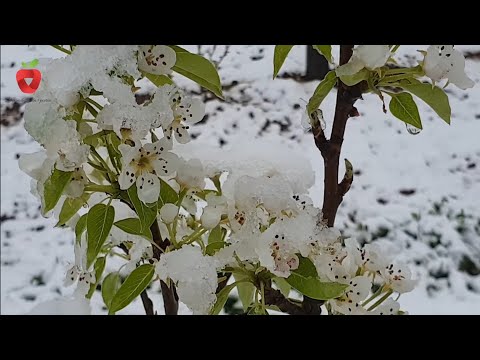 Video: Mi uzgajamo ruže penjačice. Priprema za zimu