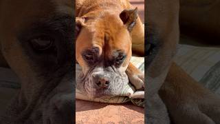 Lovely Luna laying in the sun ☀️ #shorts #cute #dog #love